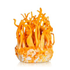 Cordyceps 10ml (Liquid Culture)