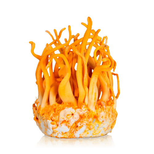 Cordyceps 10ml (Liquid Culture)