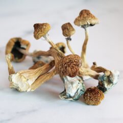African Transkei Mushrooms