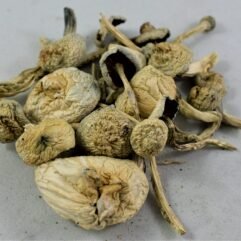 Albino A+ Magic Mushrooms