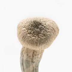 Albino Penis Envy Mushrooms