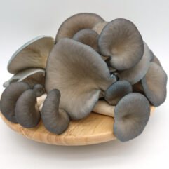 Buy Blue Oyster Mushrooms