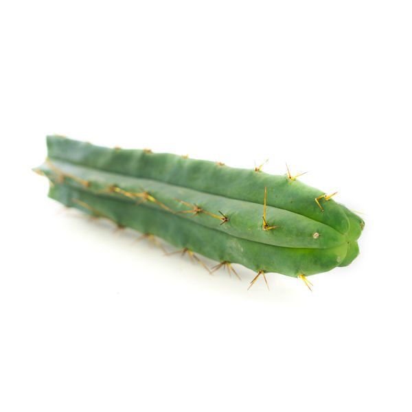 Bolivian Torch (Echinopsis lageniformis)