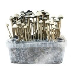 'COPELANDIA HAWAIIAN' GROW KIT