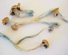 Buy Copelandia Mushroom UK