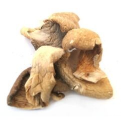 Dried Oyster Mushrooms
