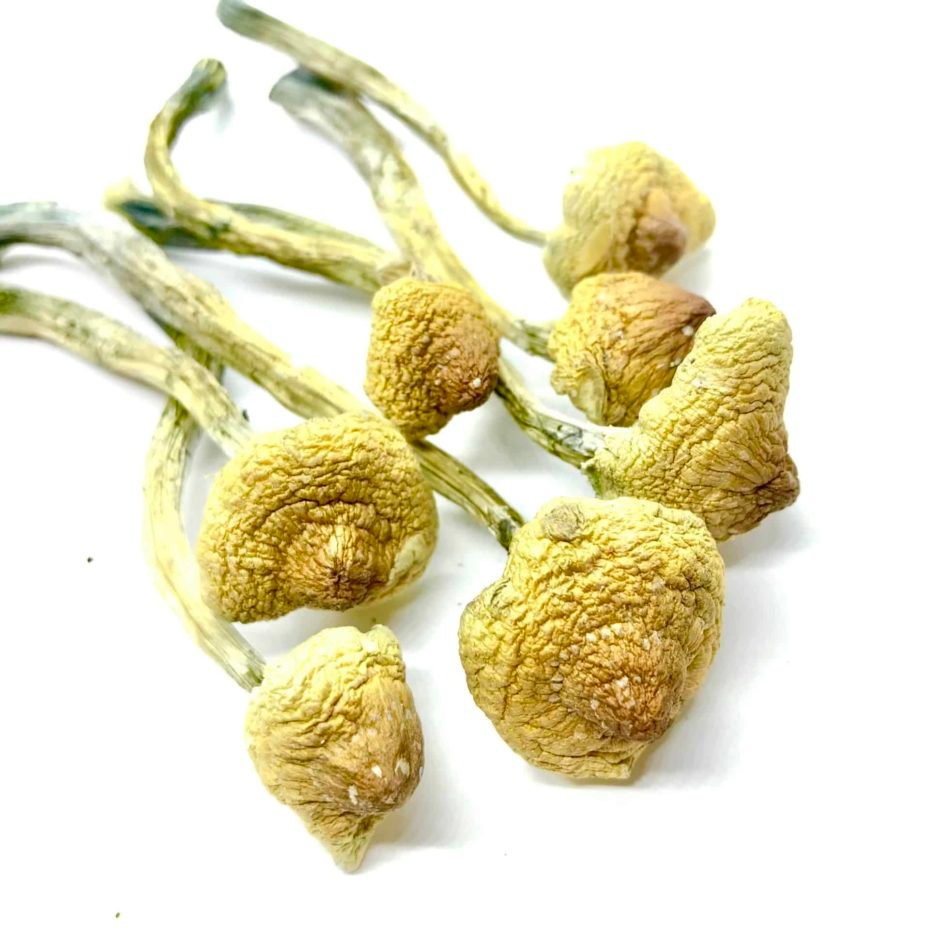 Buy Huautla Cubensis Mushrooms
