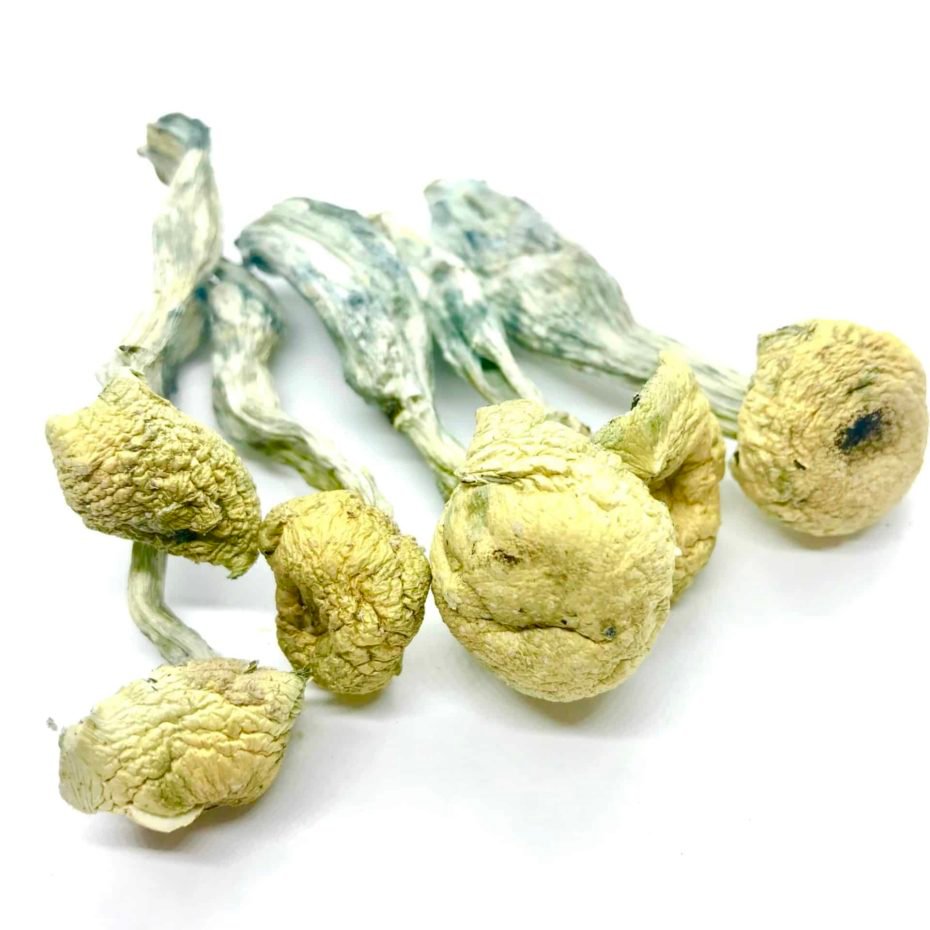 Buy Mazatapec Mushrooms UK