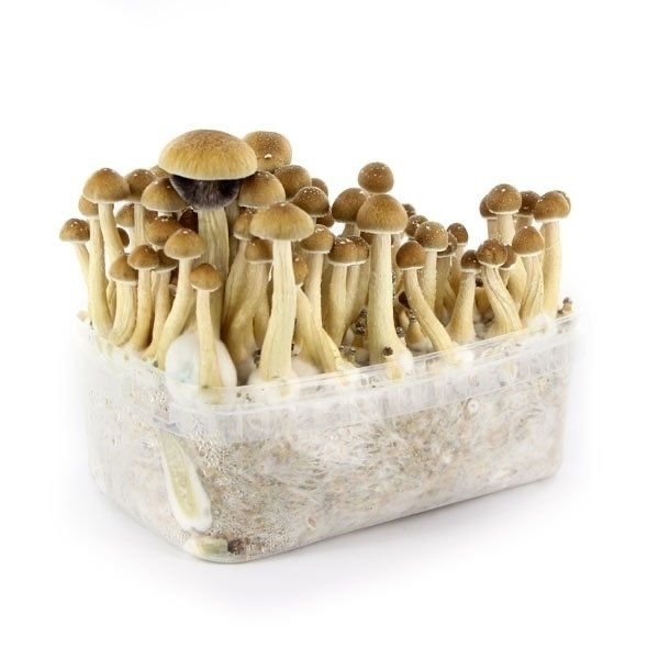 Mazatapec Mushroom Grow Kit