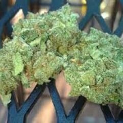 northern-lights-weed-uk.jpg