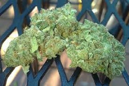 northern-lights-weed-uk.jpg