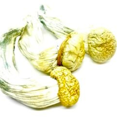 Buy Penis Envy Mushrooms UK