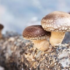 Shiitake 10ml (Liquid Culture)