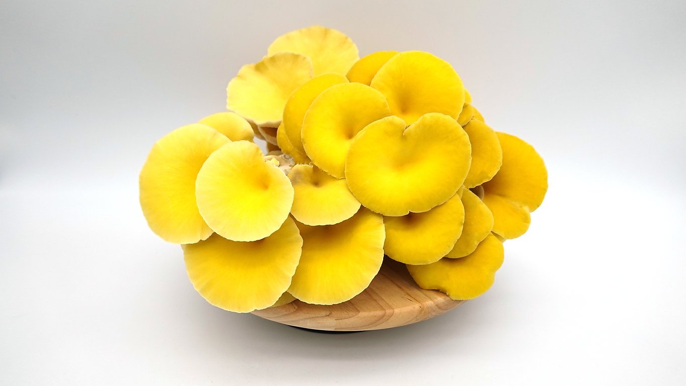Buy Yellow Oyster Mushrooms